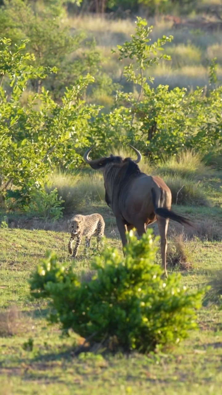 Welgevonden Game Reserve, South Africa