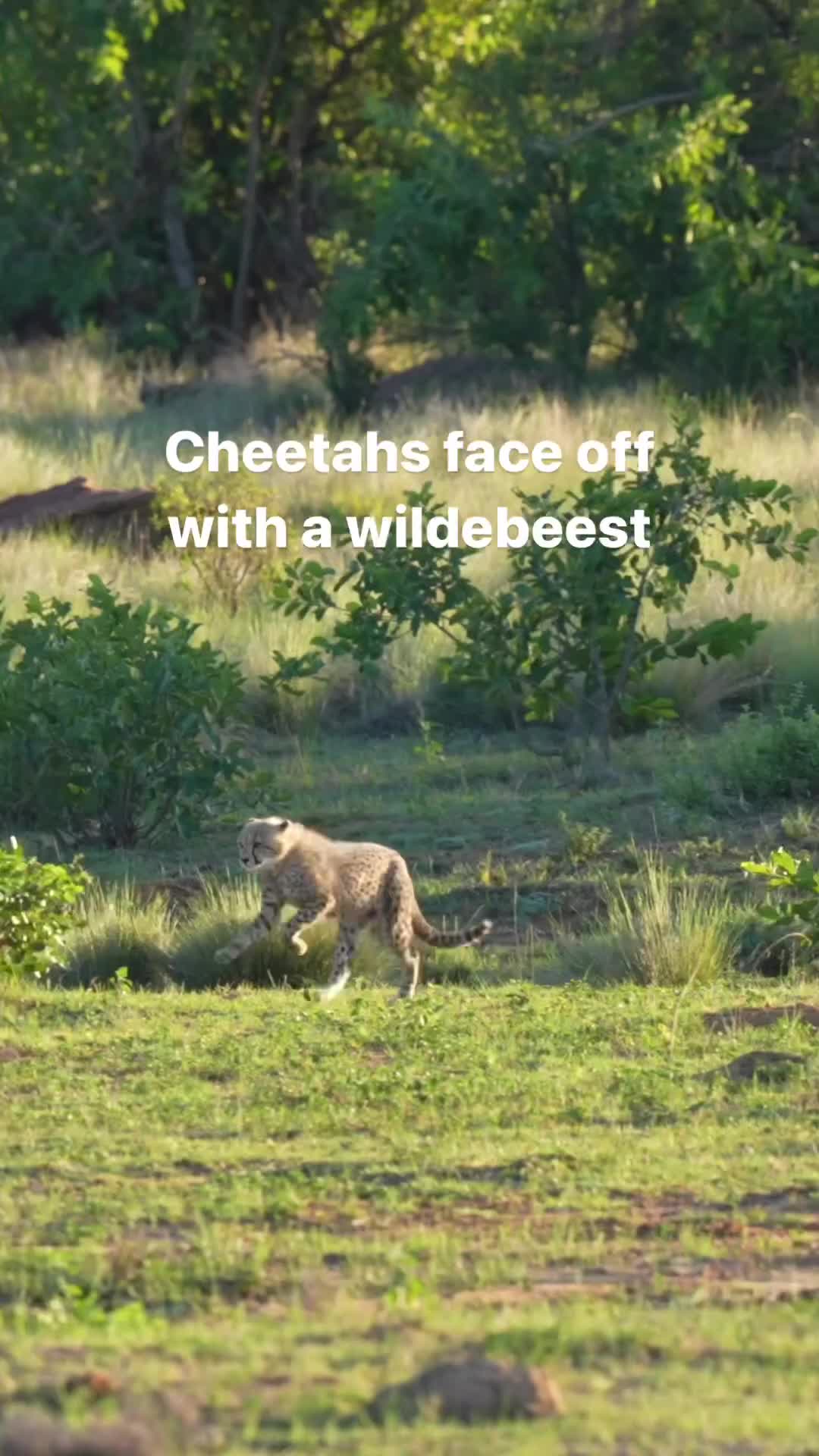 Young Cheetah Cubs Face Off with Wildebeest at Mhondoro Safari