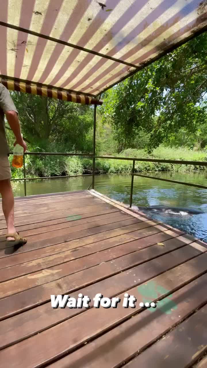 Visiting Jessica the Hippo in Hoedspruit, South Africa