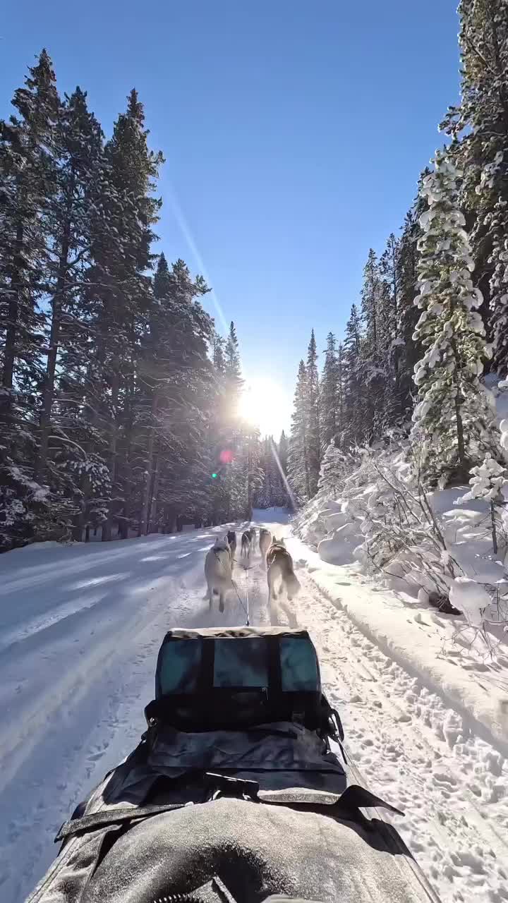 Dog Sledding Adventure in the Canadian Rockies