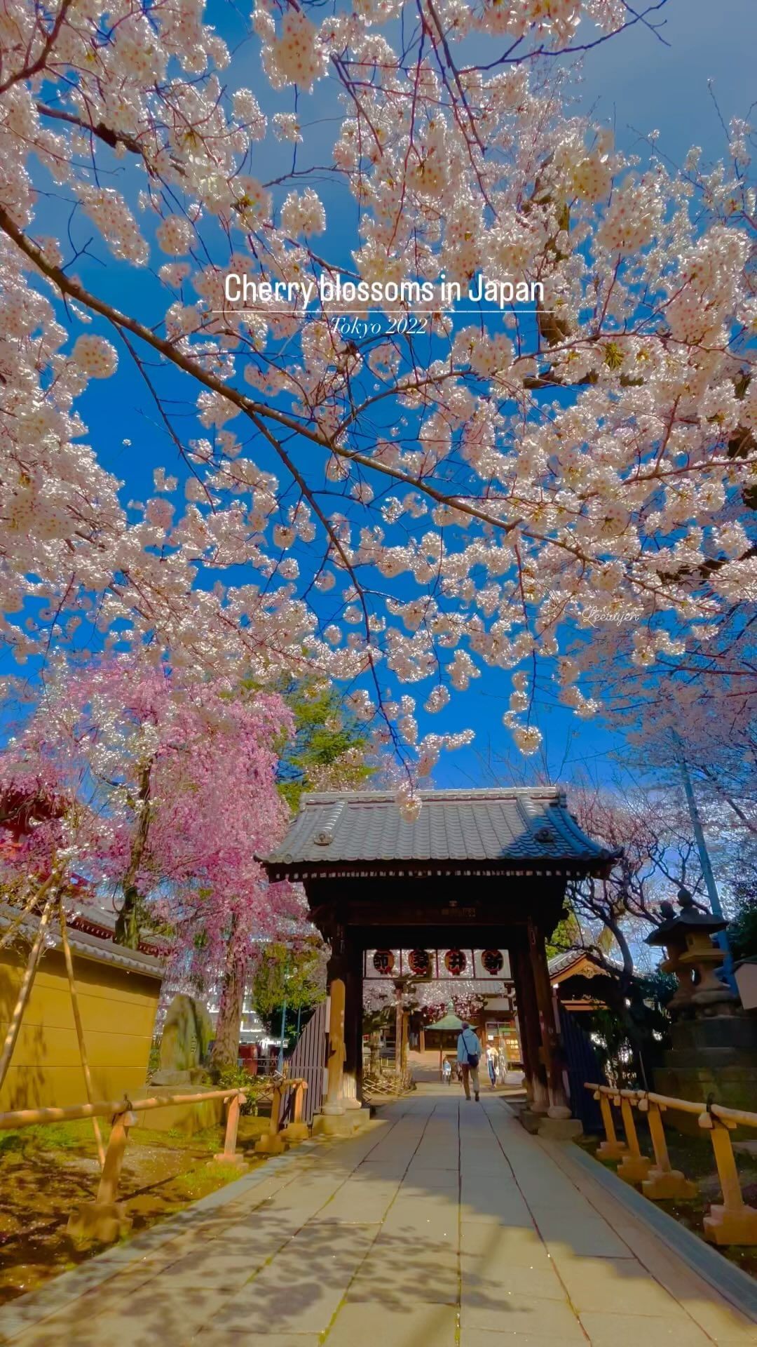 Cultural Celebration in Tokyo