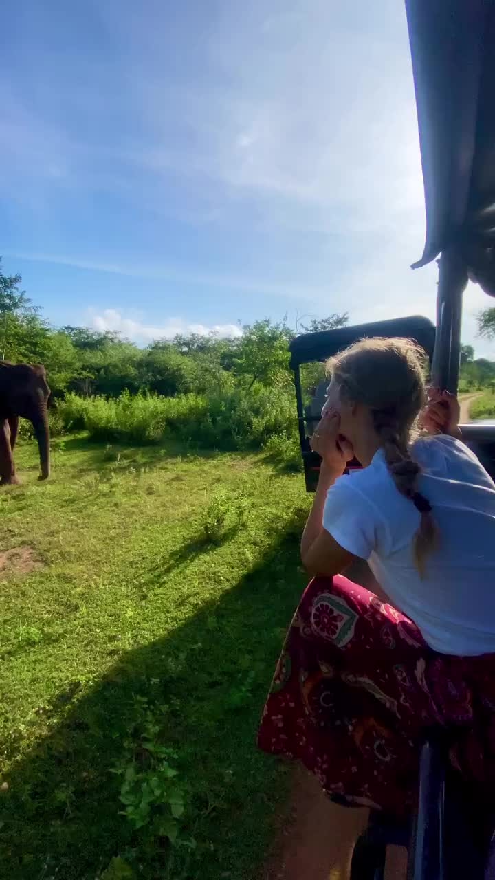 Magical Wild Elephants: A Captivating Encounter