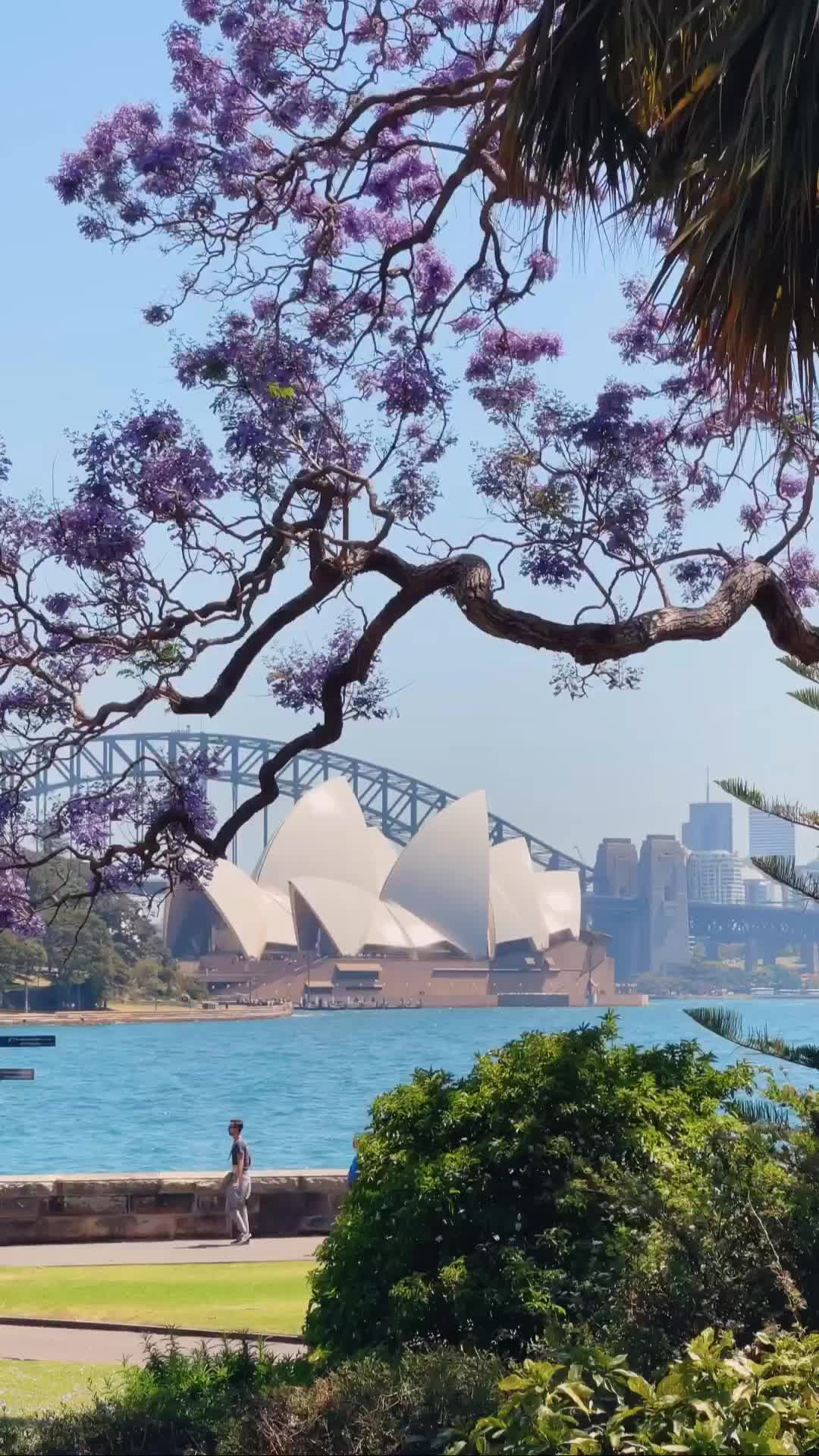 Sydney Opera House's 50th Birthday Celebration