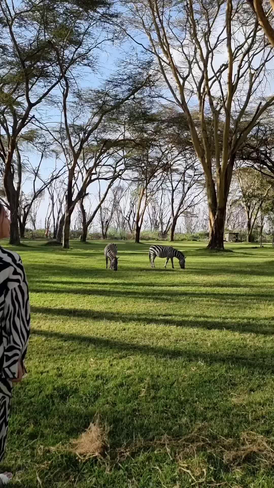 Zebras at Lake Naivasha Simba Lodge, Kenya