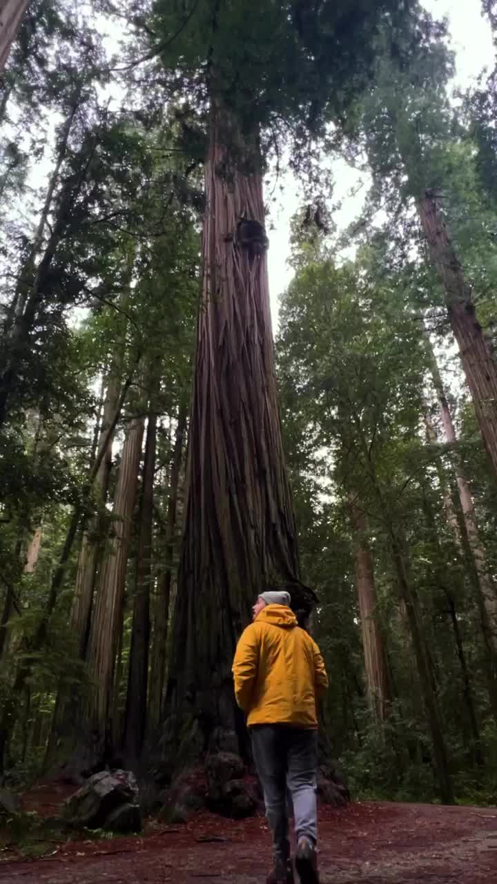 Exploring the Majestic Redwood National Park 🌲