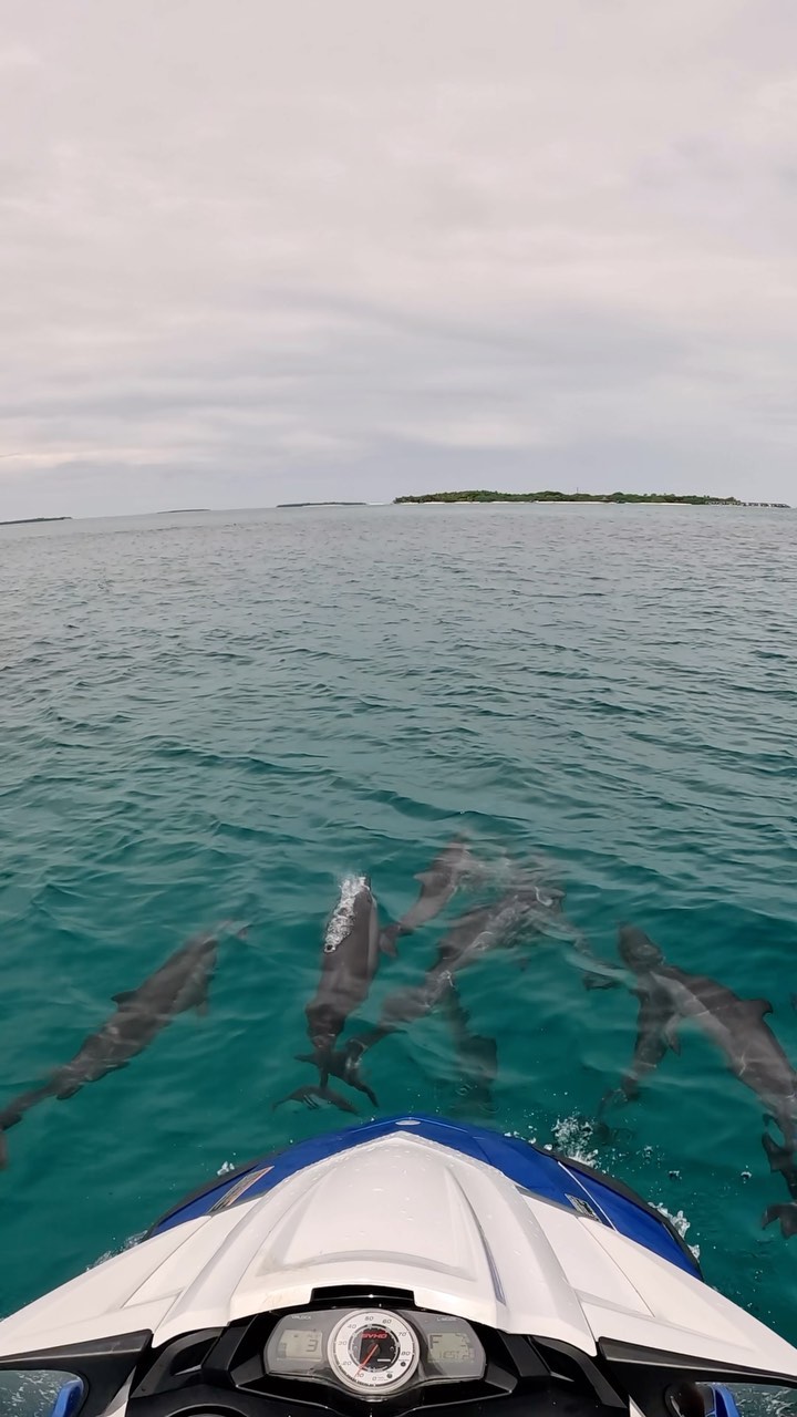 Quality time with the Dolfriends this morning 🐬
.
.
@oceanfanaticsreethibeach 
.
.
#dolphins #wildlife #ocean #sea #sealife #baaatollbiospherereserve #maldives #jetski