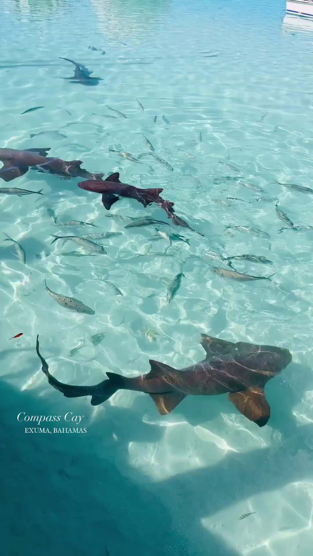 Would you swim with the nurse sharks? 🦈 

📍 #CompassCay #Exuma #Bahamas