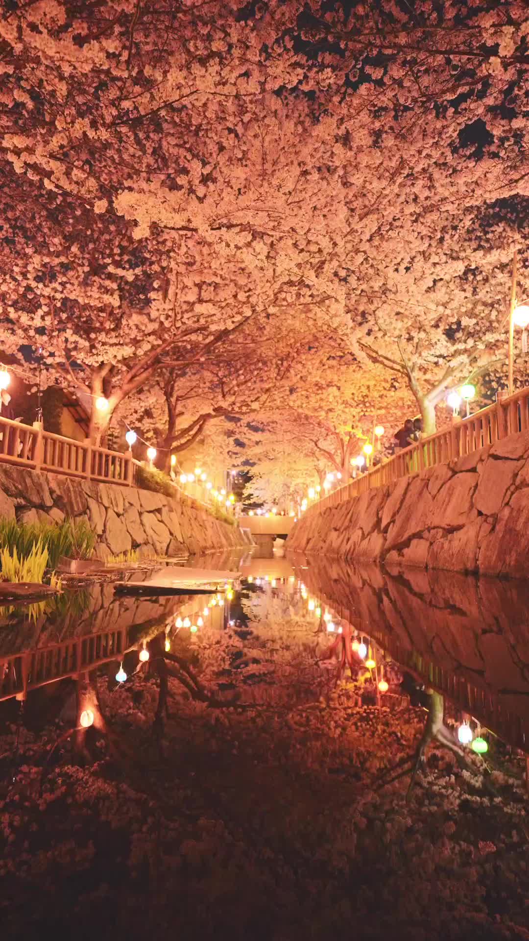 Night Cherry Blossoms & Lanterns in Takamatsu