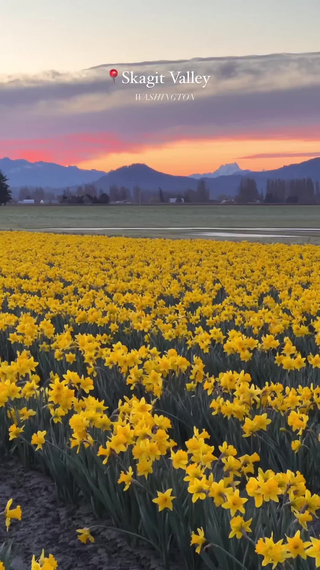 Beautiful Sunrise Over Daffodils in Skagit Valley