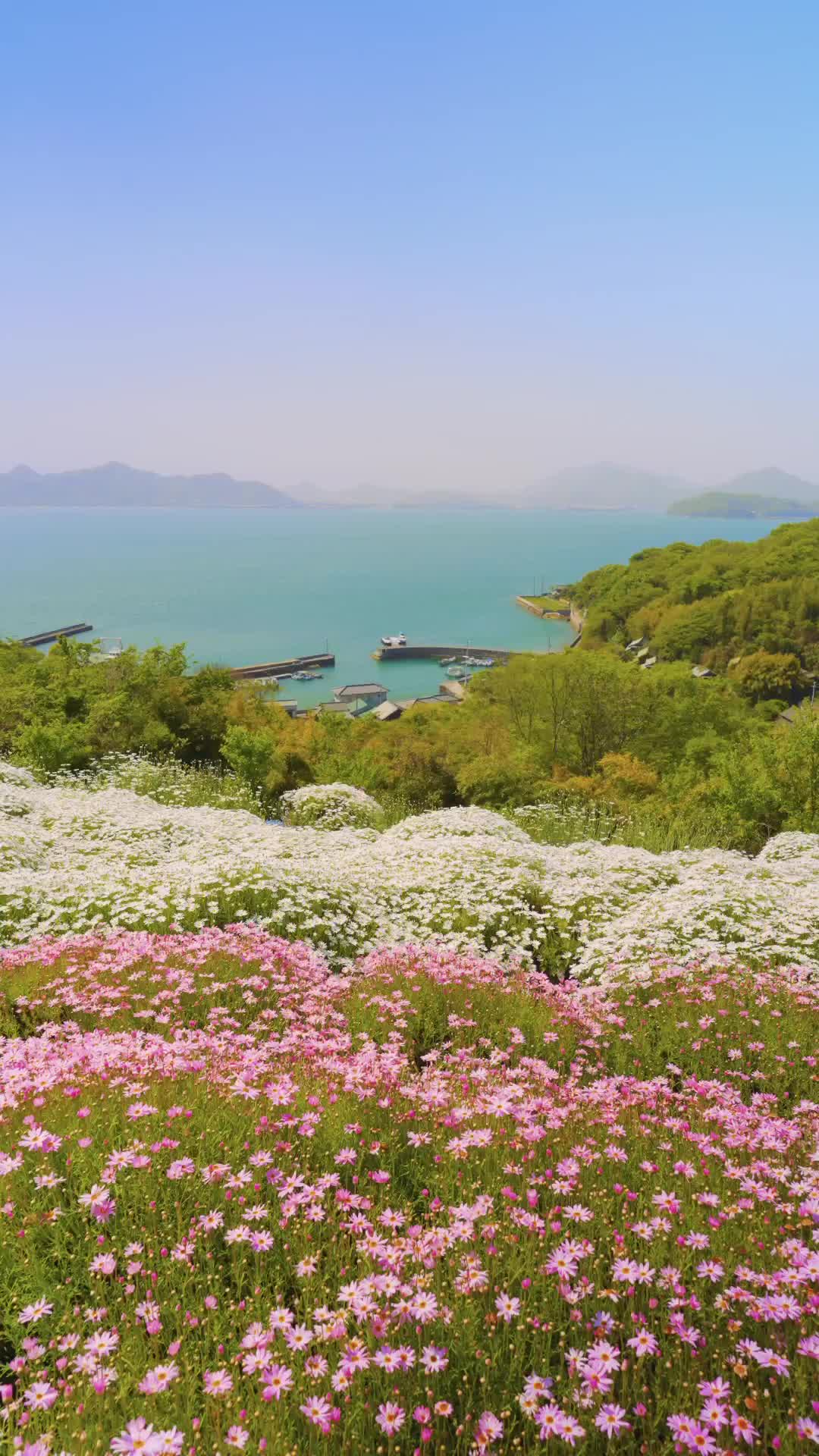 Discover Shijima Island's Sky-high Flower Fields