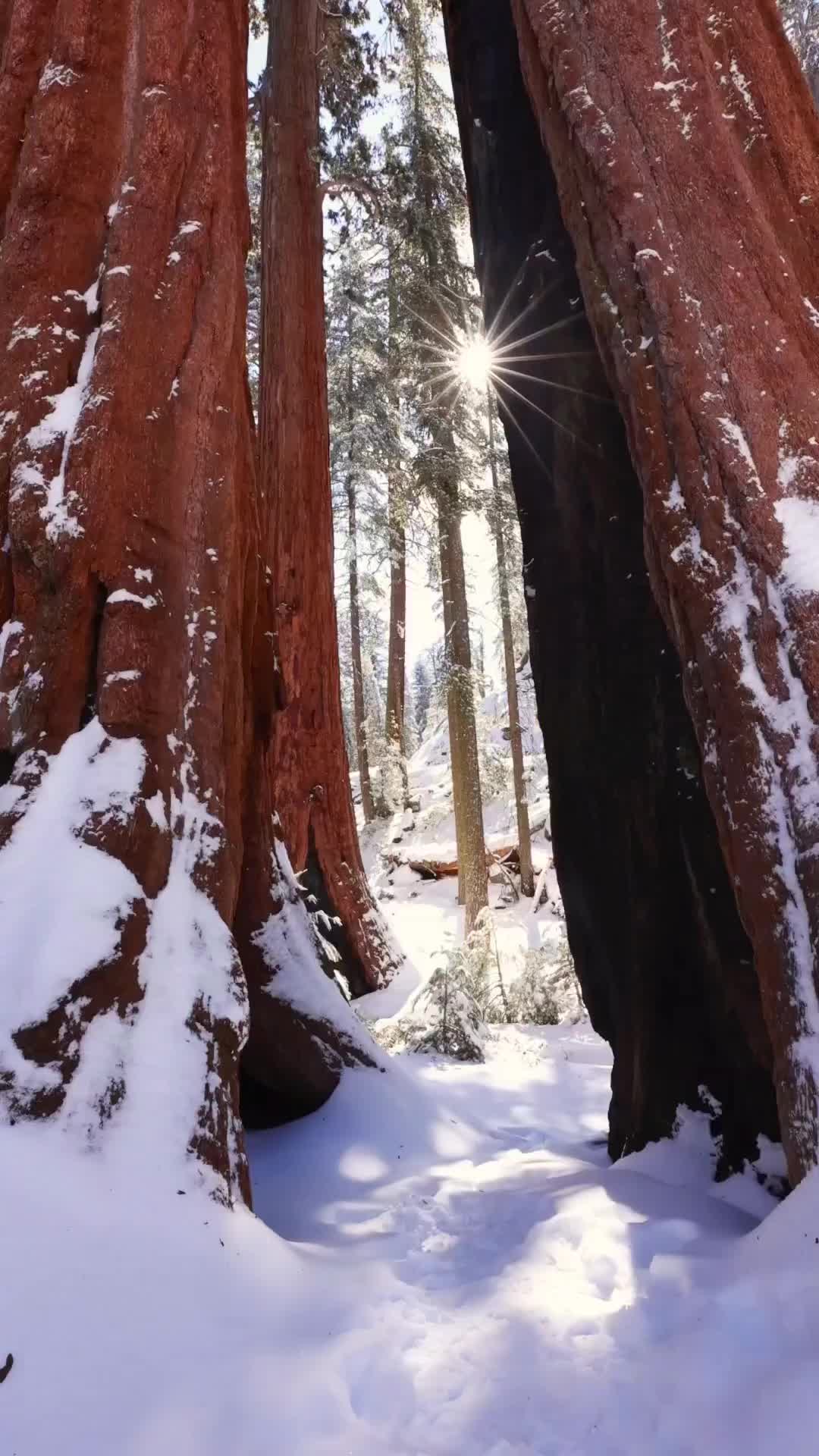 Exploring Sequoia Giants in Winter Wonderland