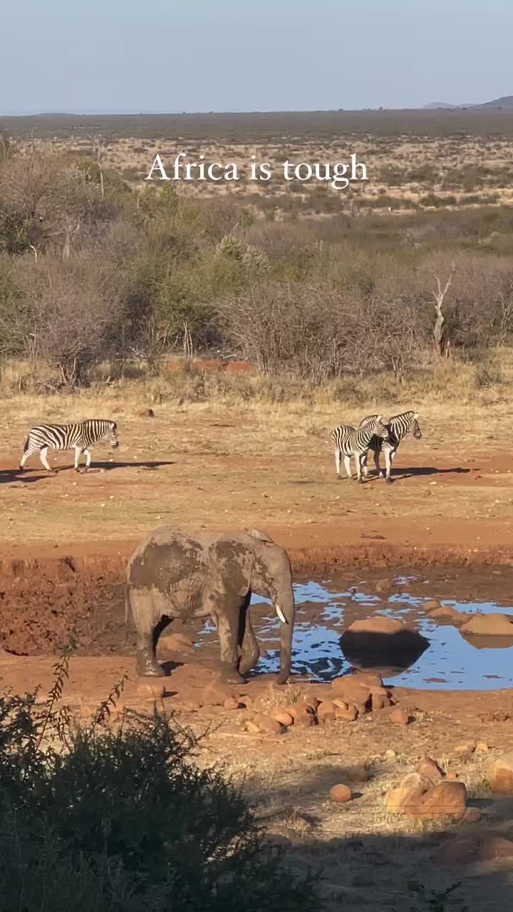 Injured Elephant in Madikwe Game Reserve 🐘