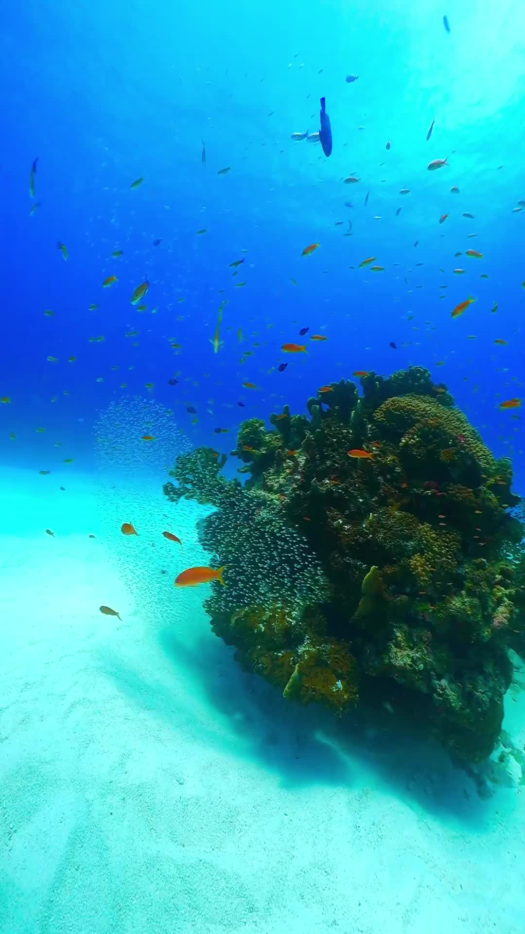 Explore Okinawa's Underwater Wonders This Summer