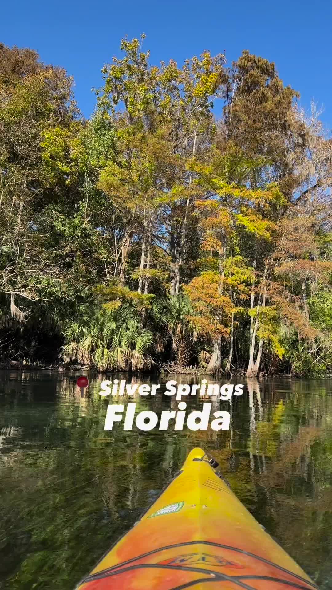 Cute Manatees & Wild Monkeys at Silver Springs, Florida