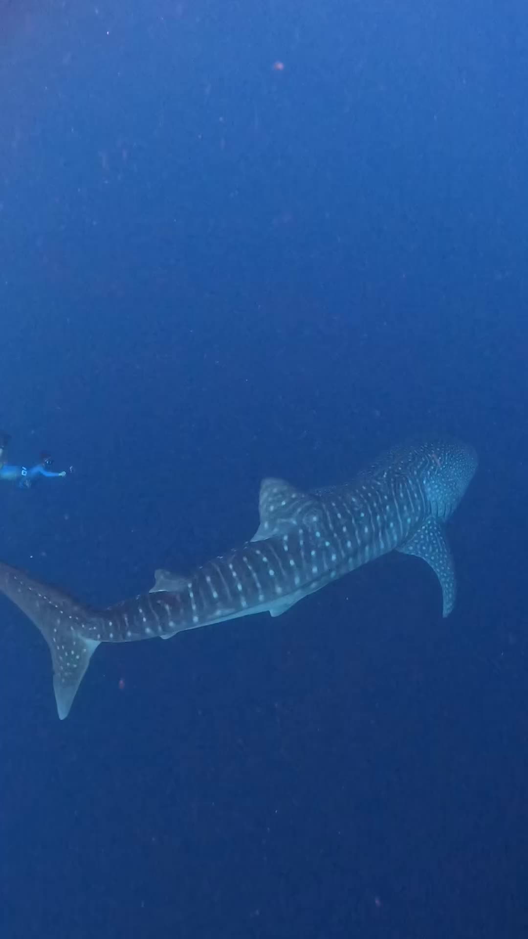 Ngejar Whaleshark terbesar (panjang 10 meter) di Sumbawa, sampai ke kedalaman 12 meter 🤩

Trip by @toscatour , ga ketemu Whaleshark, uang kembali ya bli @tripbarengyuda 

📍 Teluk Saleh, Sumbawa, NTB 🇮🇩

#whaleshark #teluksaleh #whalesharks