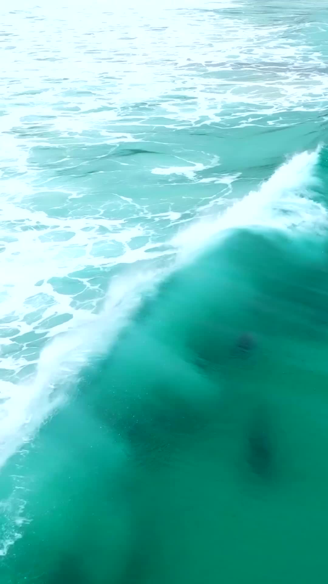Dolphins Surfing in Esperance, Western Australia