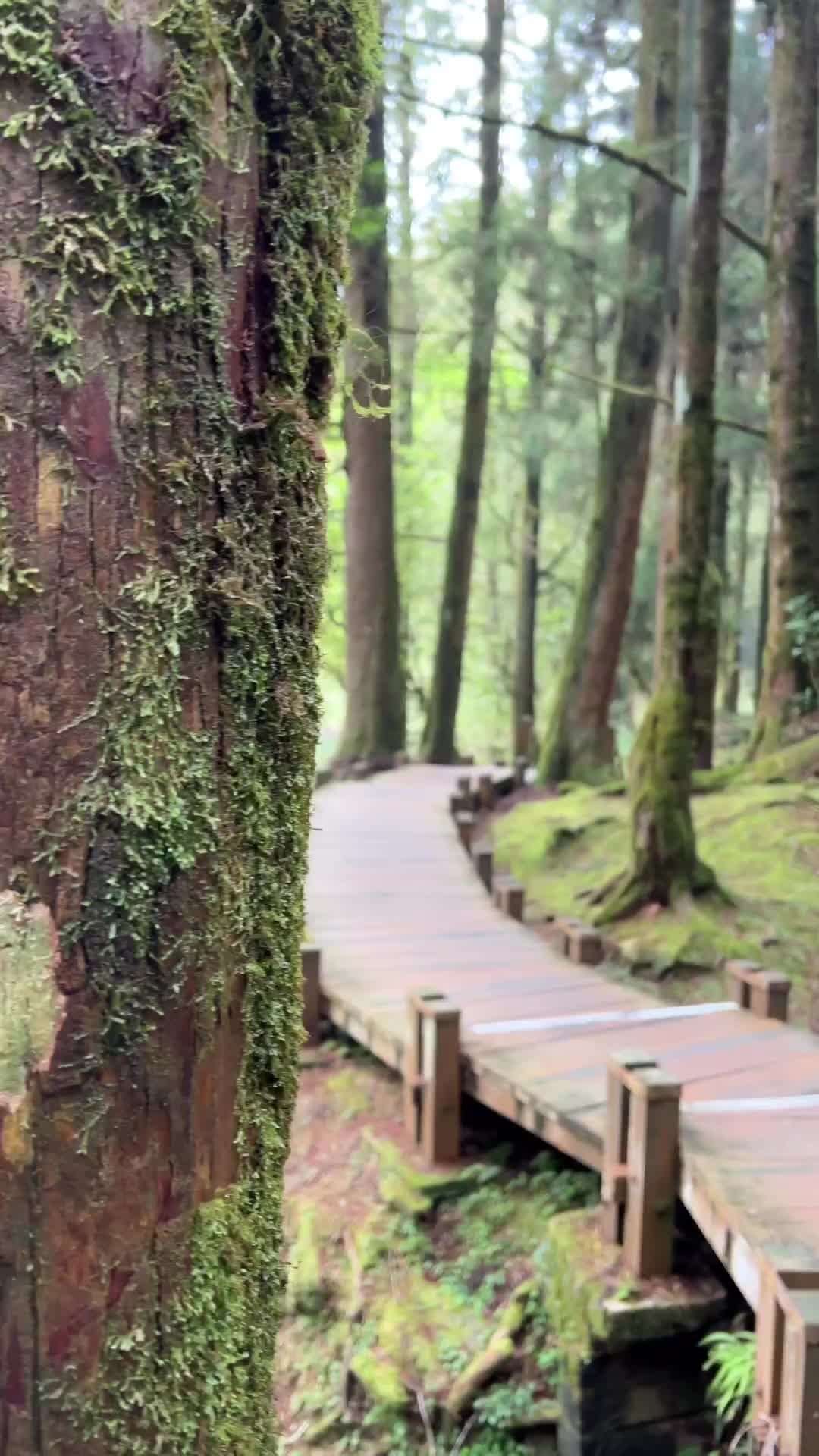 Explore the Sacred Alishan Forest in Taiwan 🌲