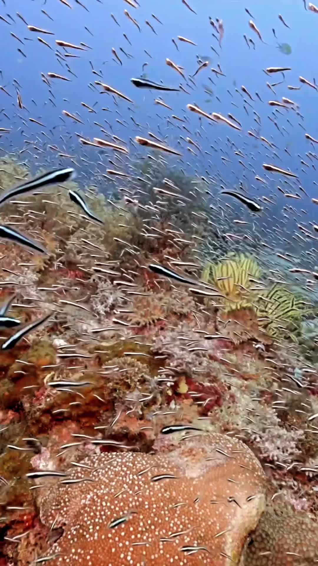 Coral reefs are therapeutic 😍