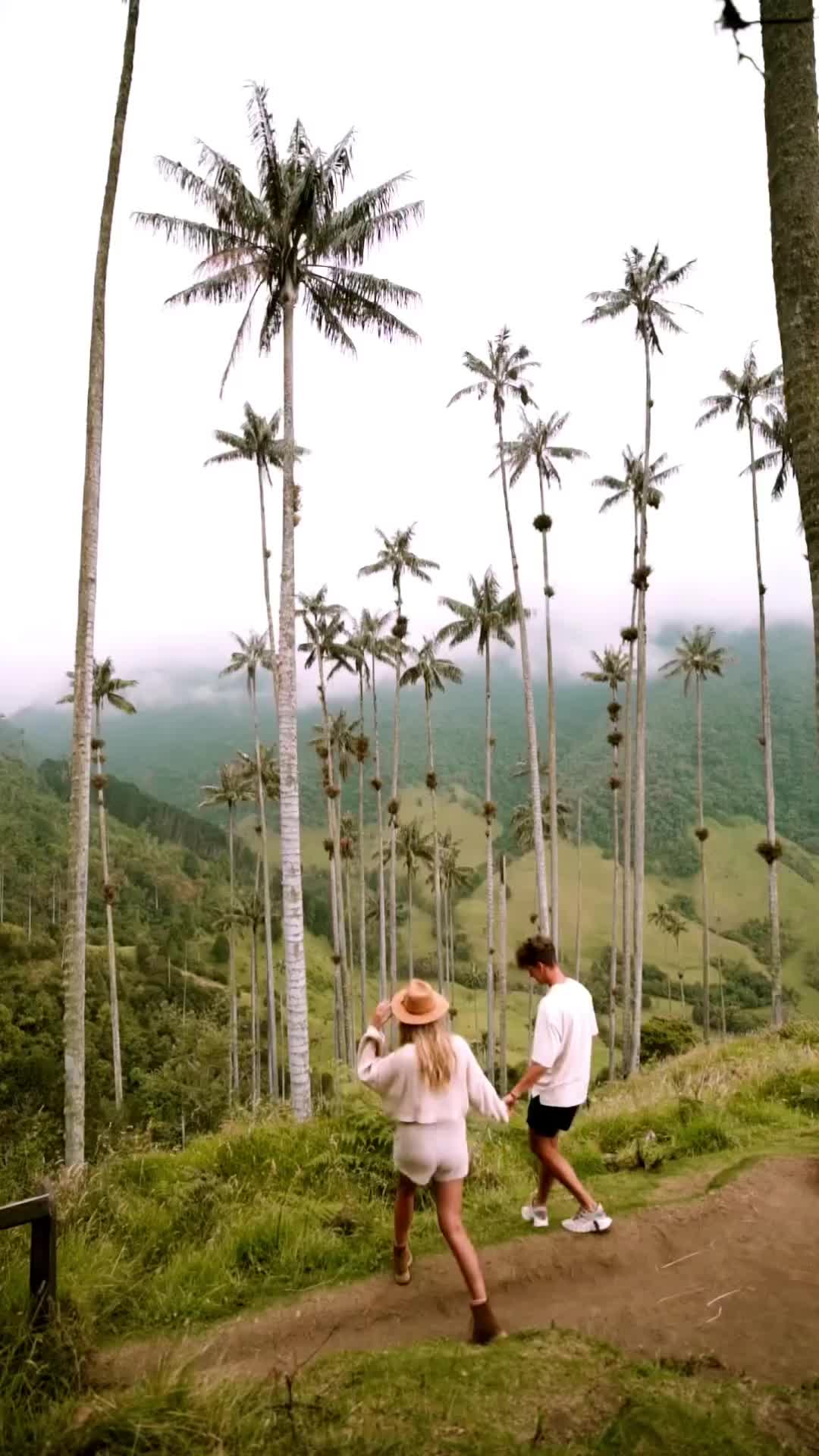 Exploring Colombia's Majestic Wax Palm Trees