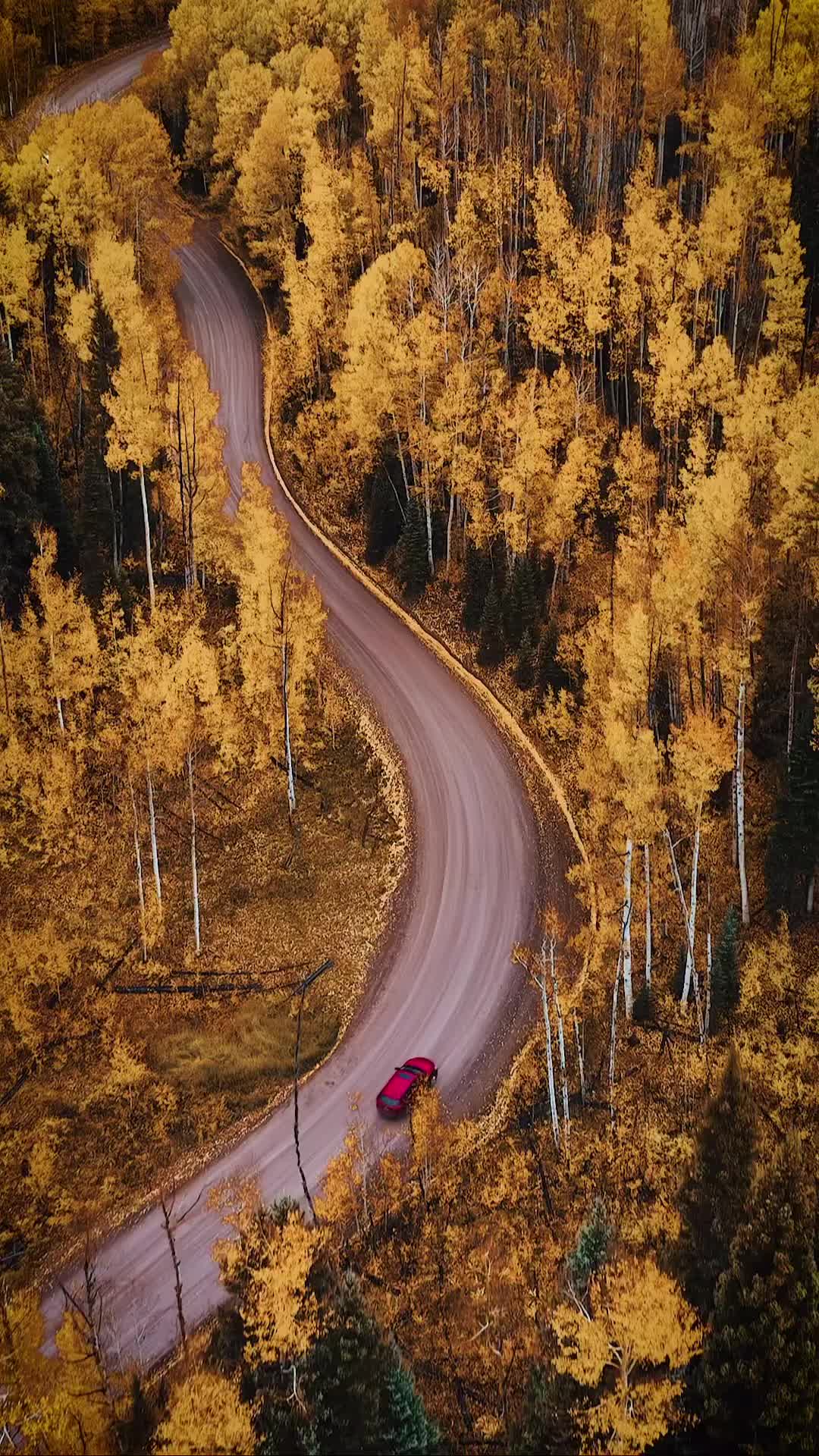 Drive Through Stunning Fall Colors in Colorado
