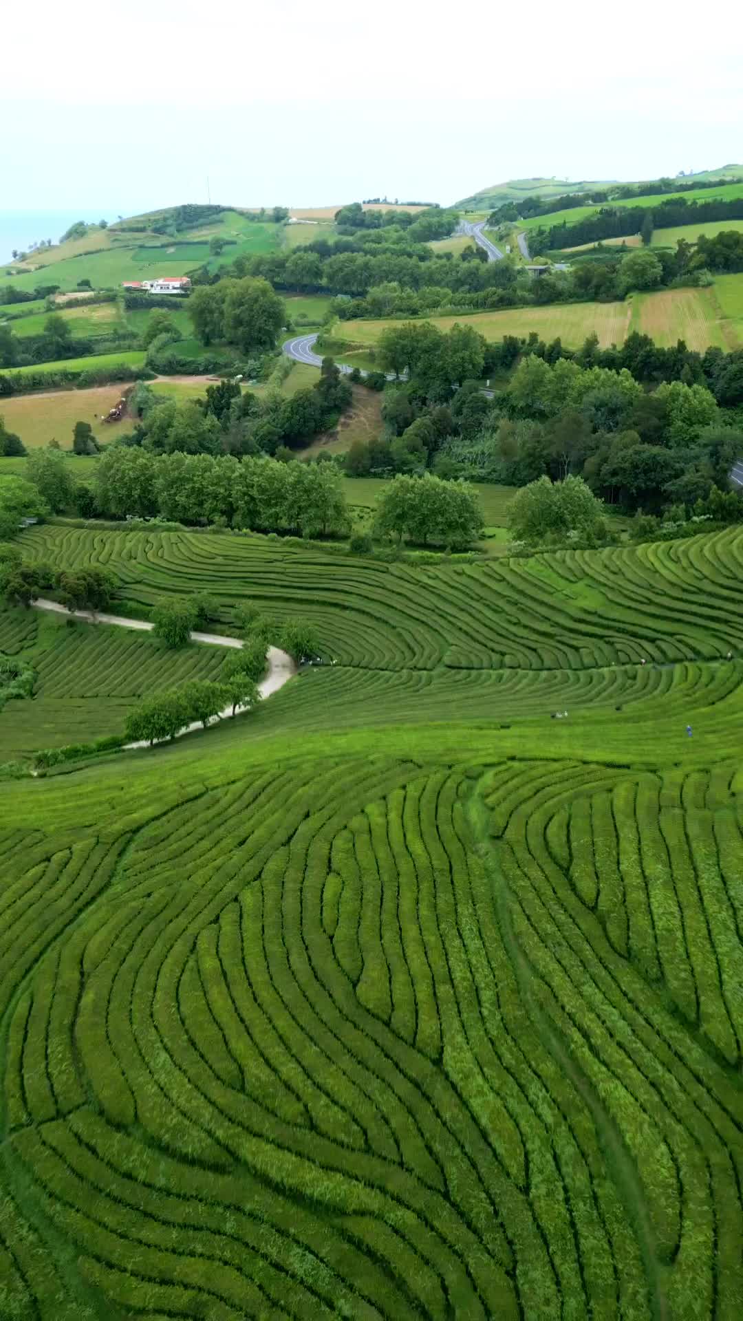 Gorreana Tea Plantation Tour - Azores Islands 🍃