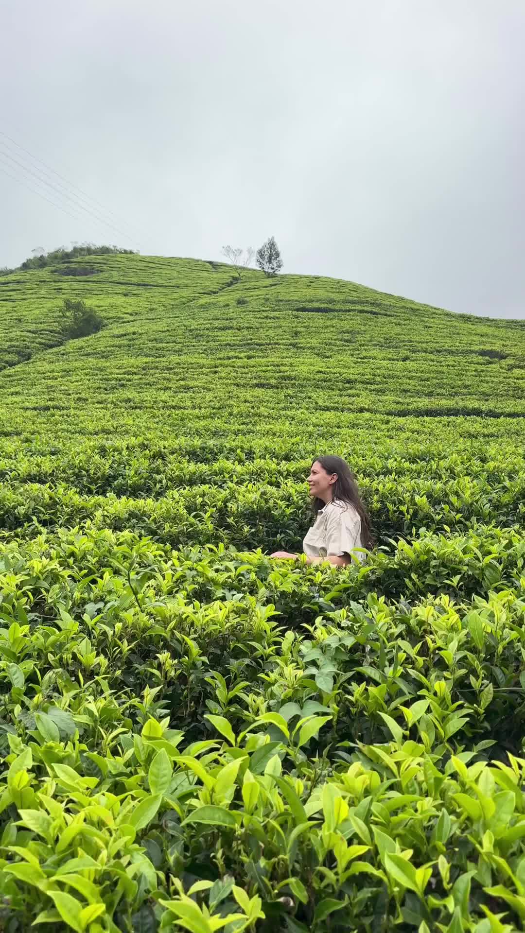 Tranquil Nuwara Eliya Tea Plantations in Sri Lanka