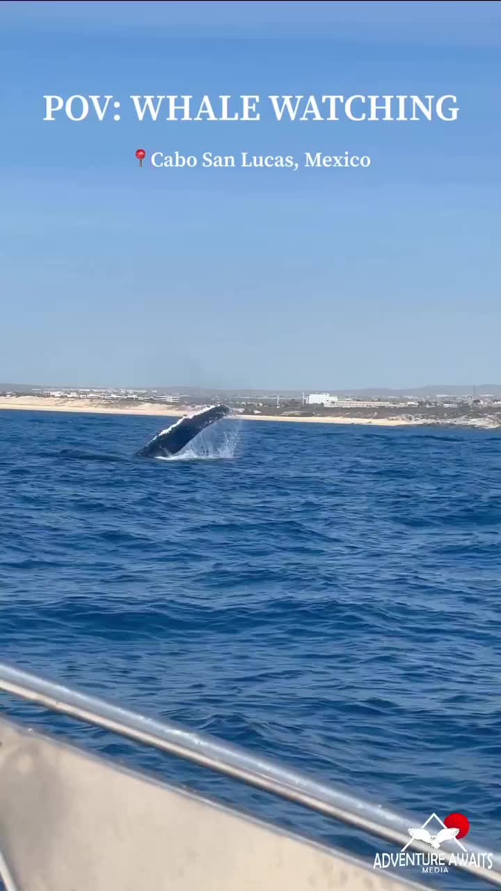 Whale Watching in Cabo: Unforgettable Humpback Moments