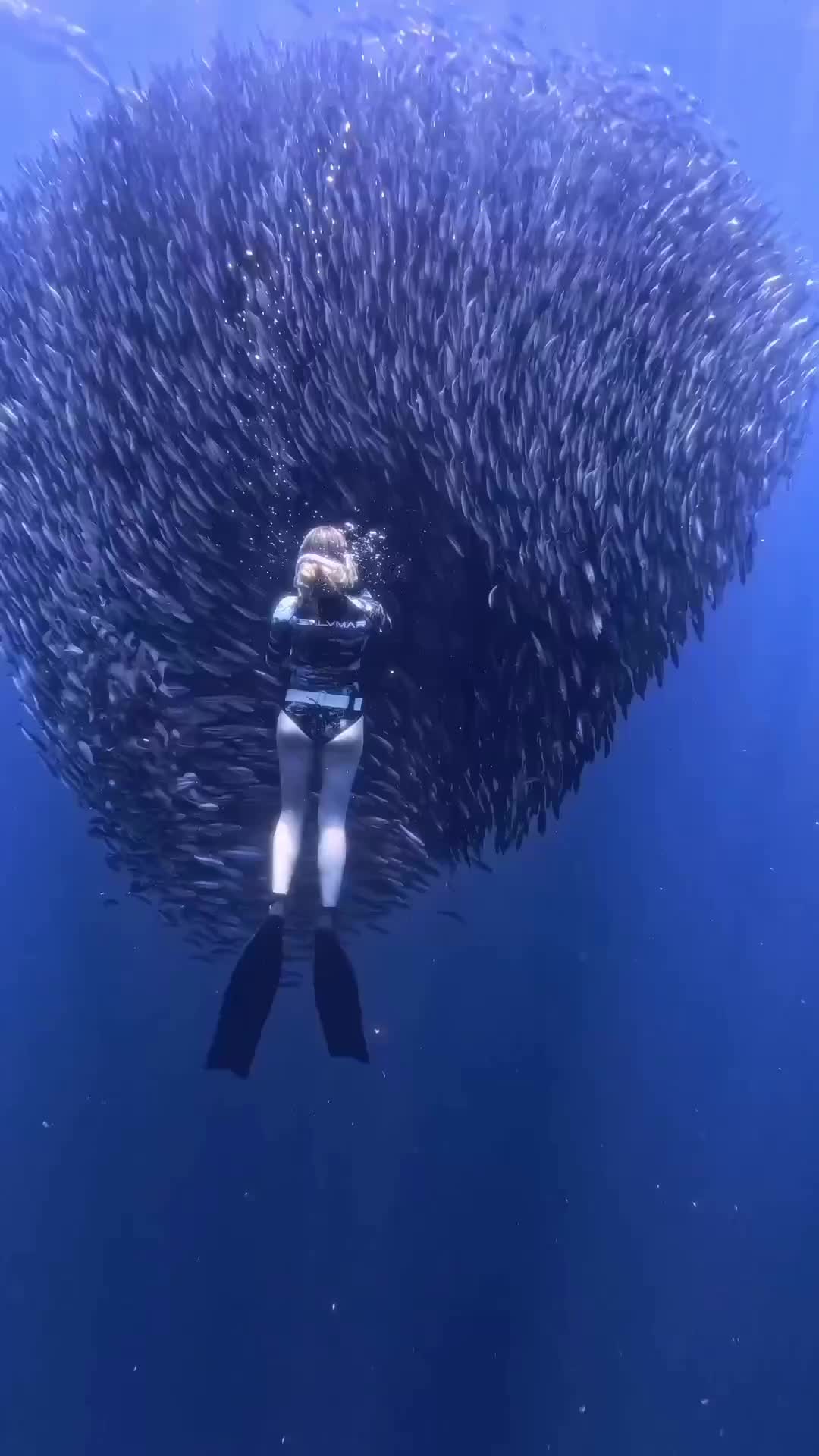 Mesmerizing School of Fish in Baja California Sur