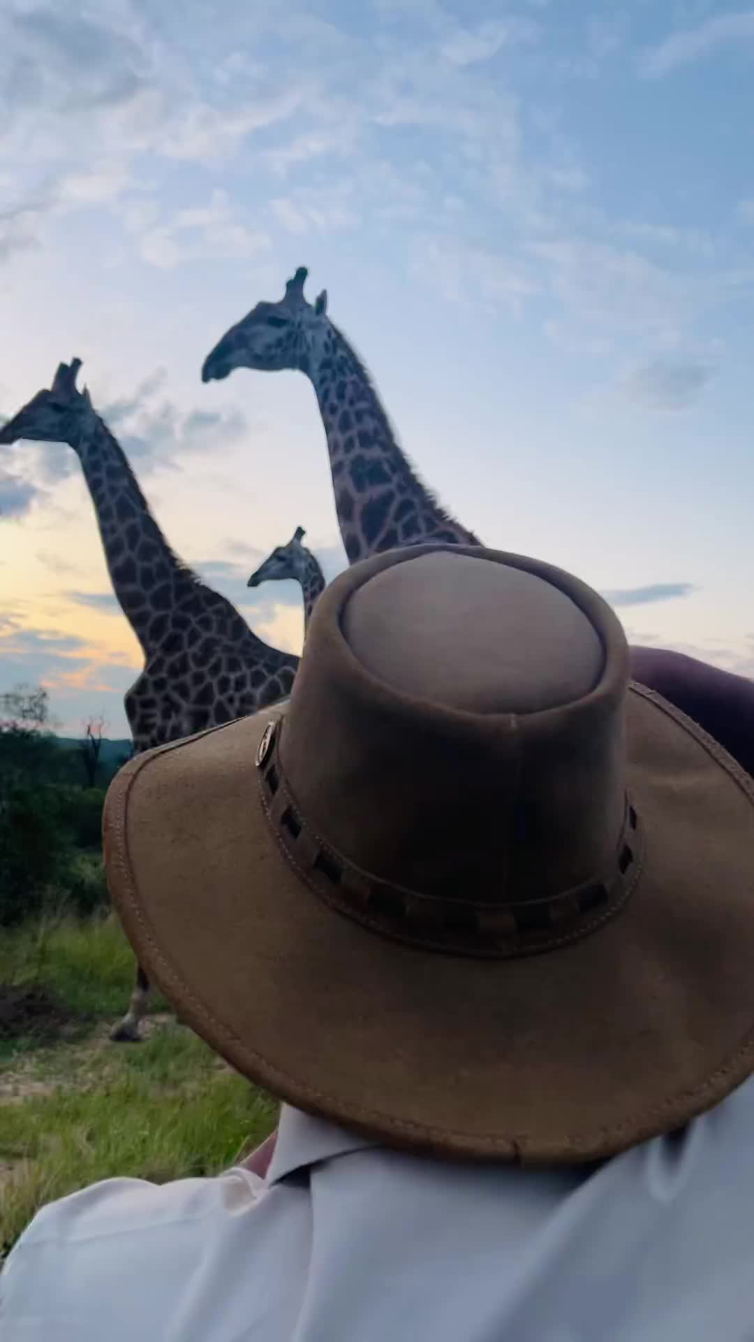 Safari Connection at Royal Malewane, South Africa 🦒