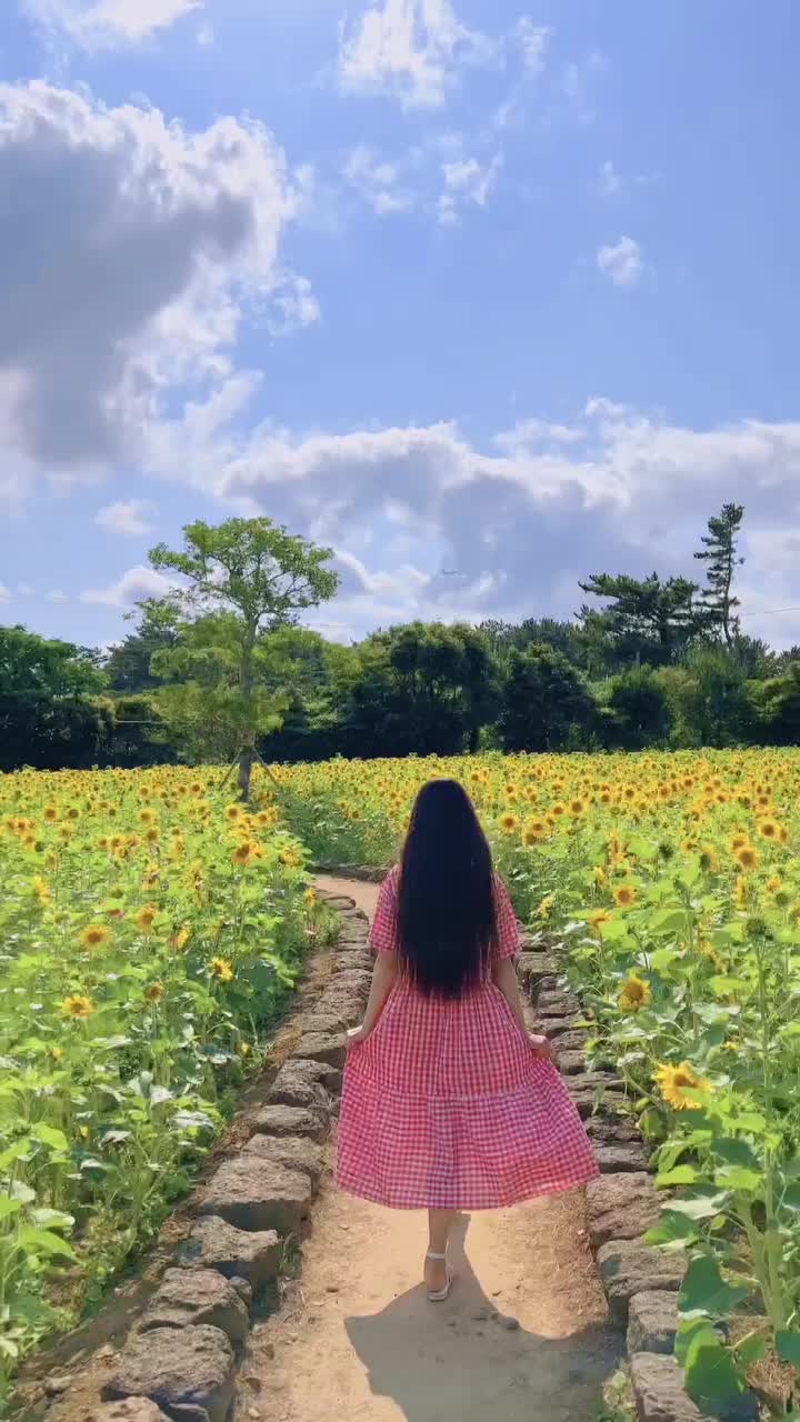 Sunflowers in Full Bloom in Jeju Island's Shinhwa Garden