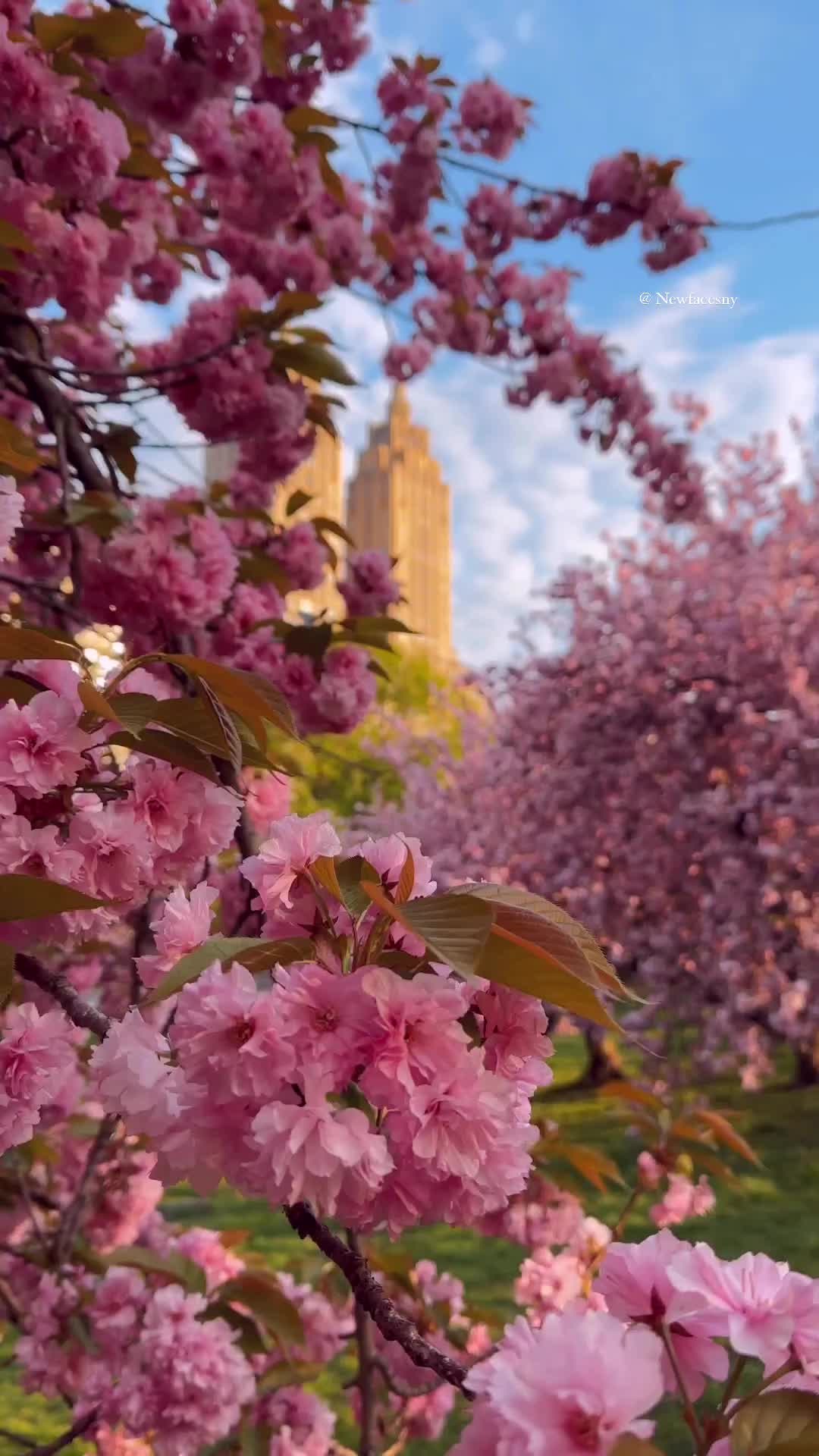 Spring Cherry Blossoms in Central Park, NYC