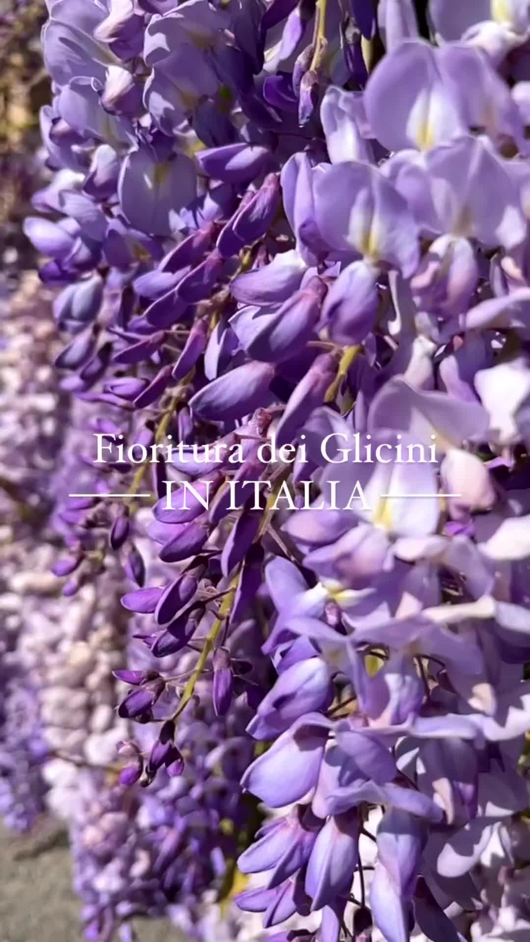 Explore Italy's Most Stunning Wisteria Garden