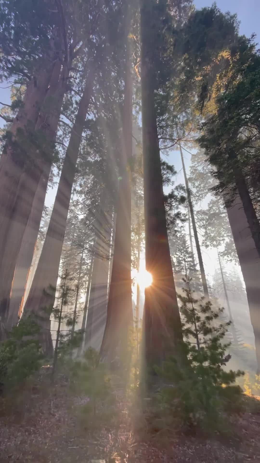 Moments with Giants in Sequoia National Park