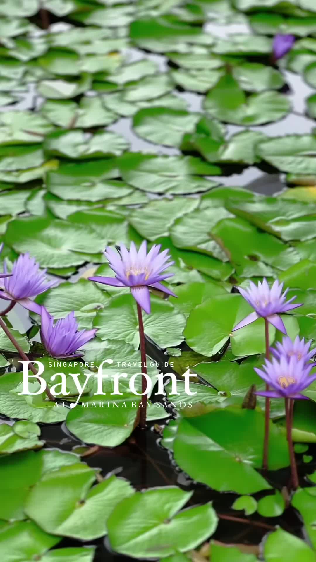 Stunning Lilly Lake Blooms at Bayfront Park Miami