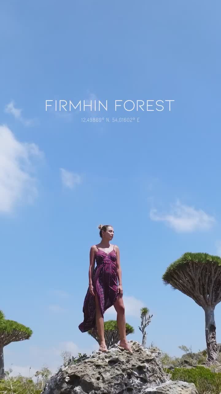 Enchanting Firhmin Forest: Discover Socotra's Dragon Trees