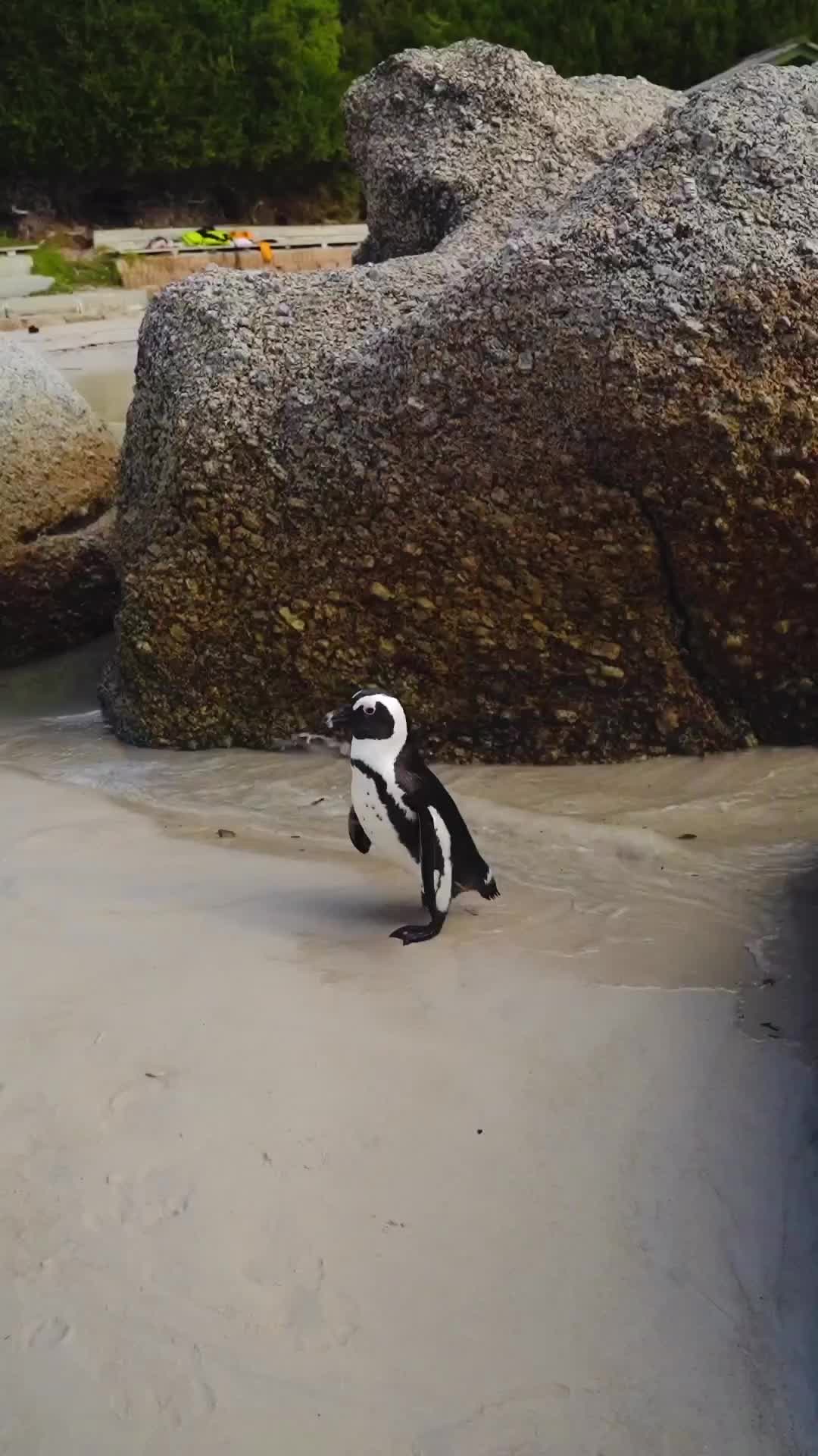 Experience Boulders Beach: Meet African Penguins Up Close