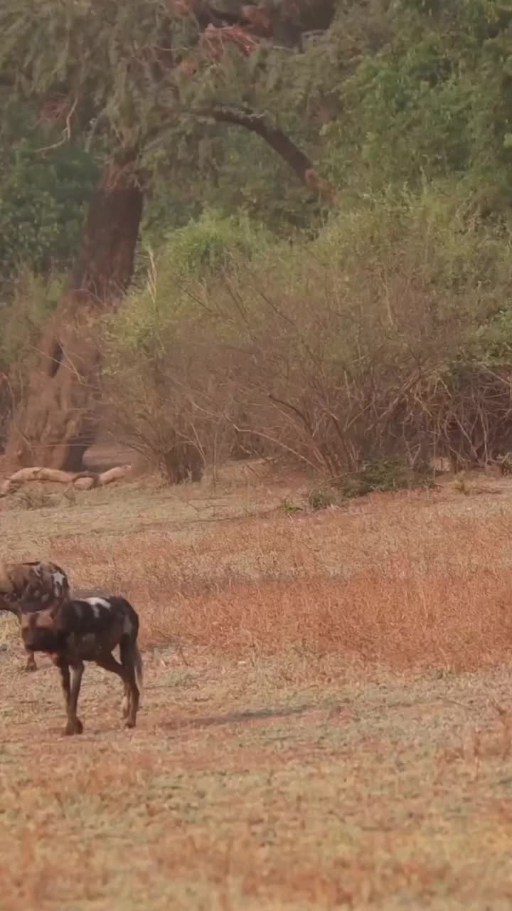 Wild Dogs vs. Elephants: Intense Safari Showdown