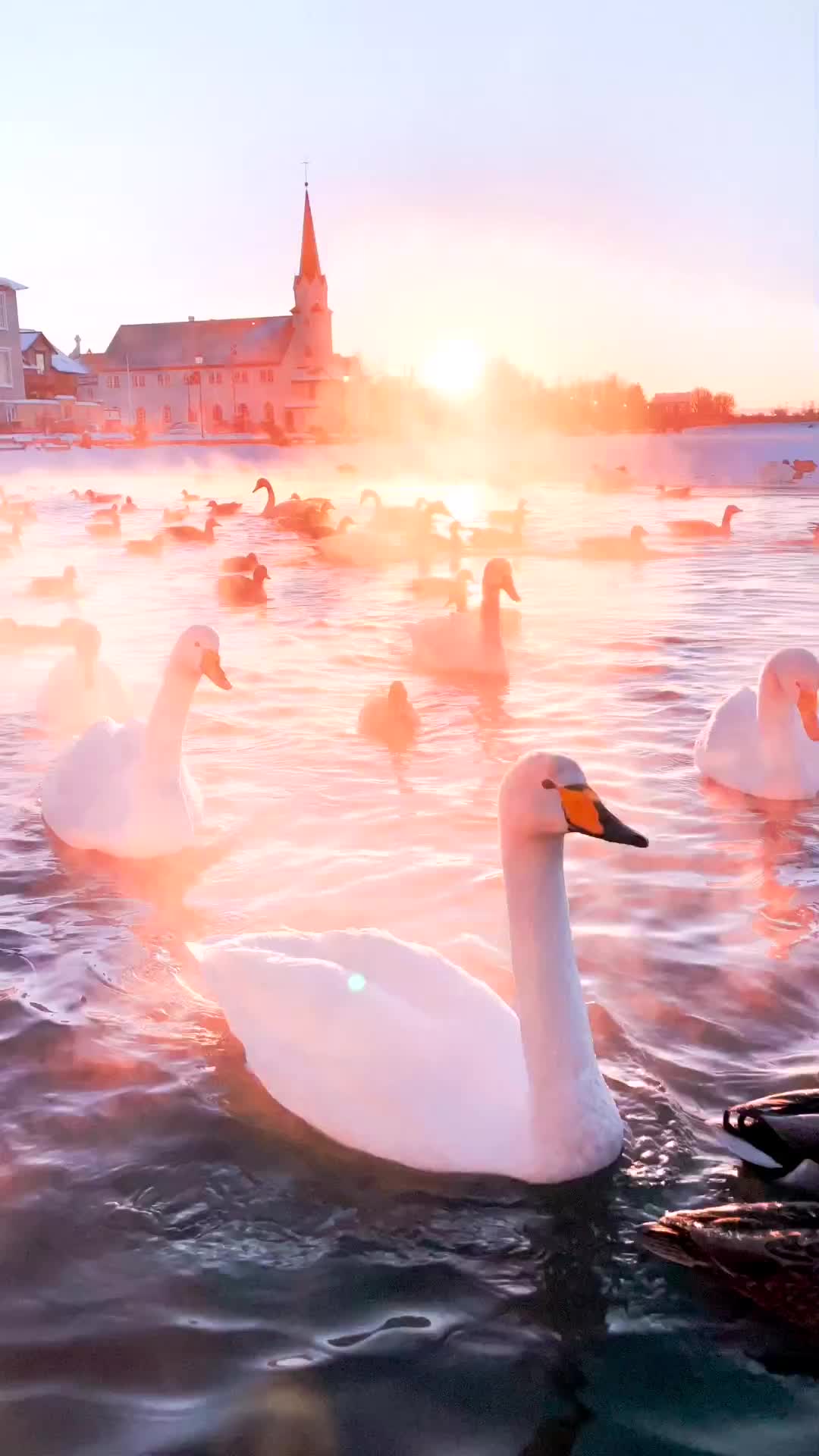 Discover Reykjavík's Hidden Gem at Sunset 🌅💜🦢