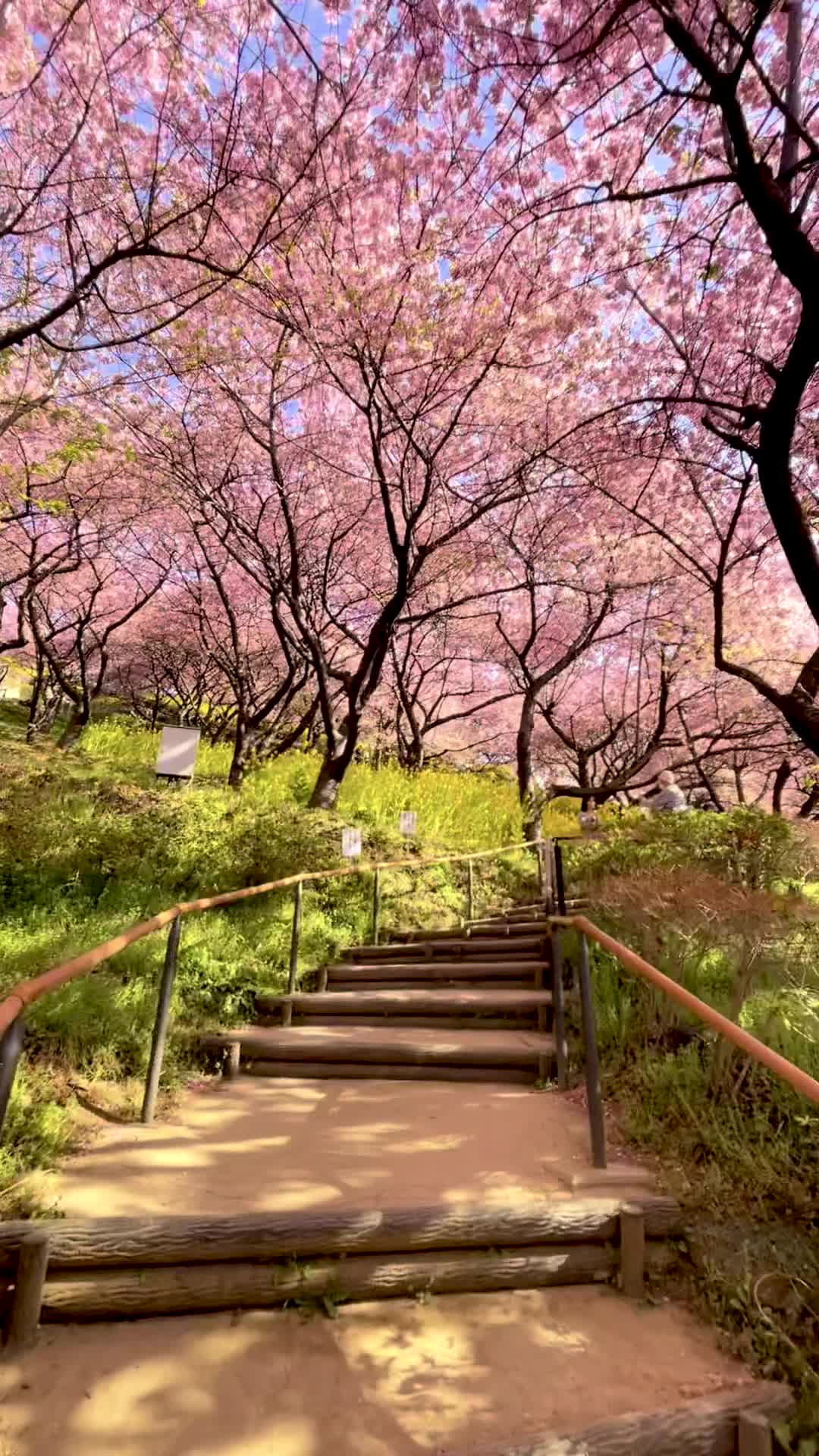 Matsuda Cherry Blossom Festival 2023 🌸