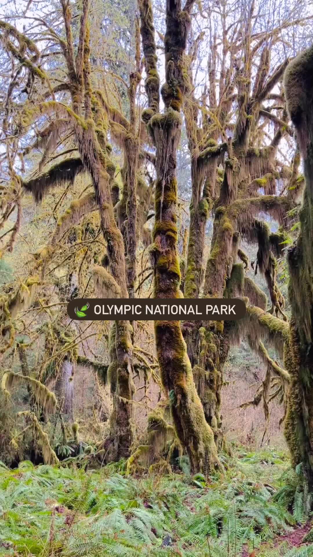 Olympic National Park: Must-See Spots for Your Trip