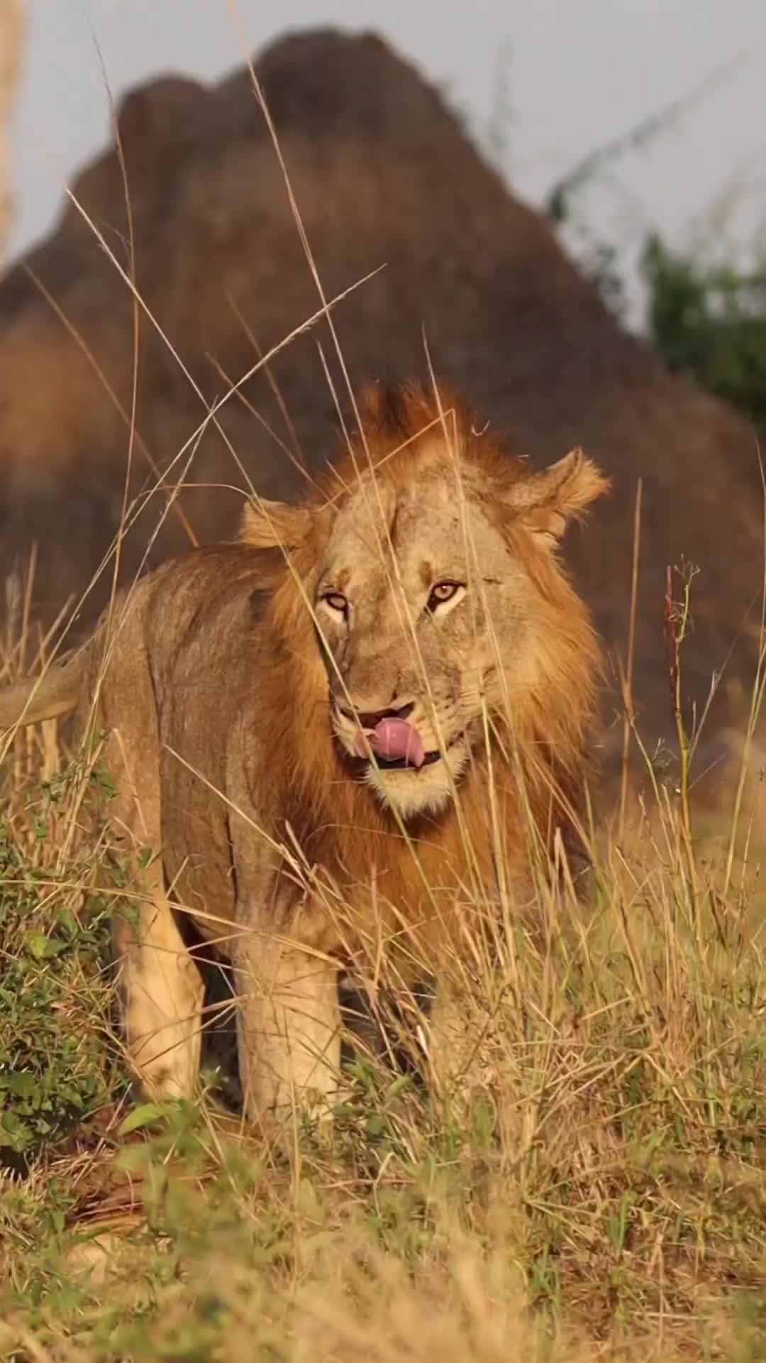 Majestic Lion Shake Captured at South Luangwa
