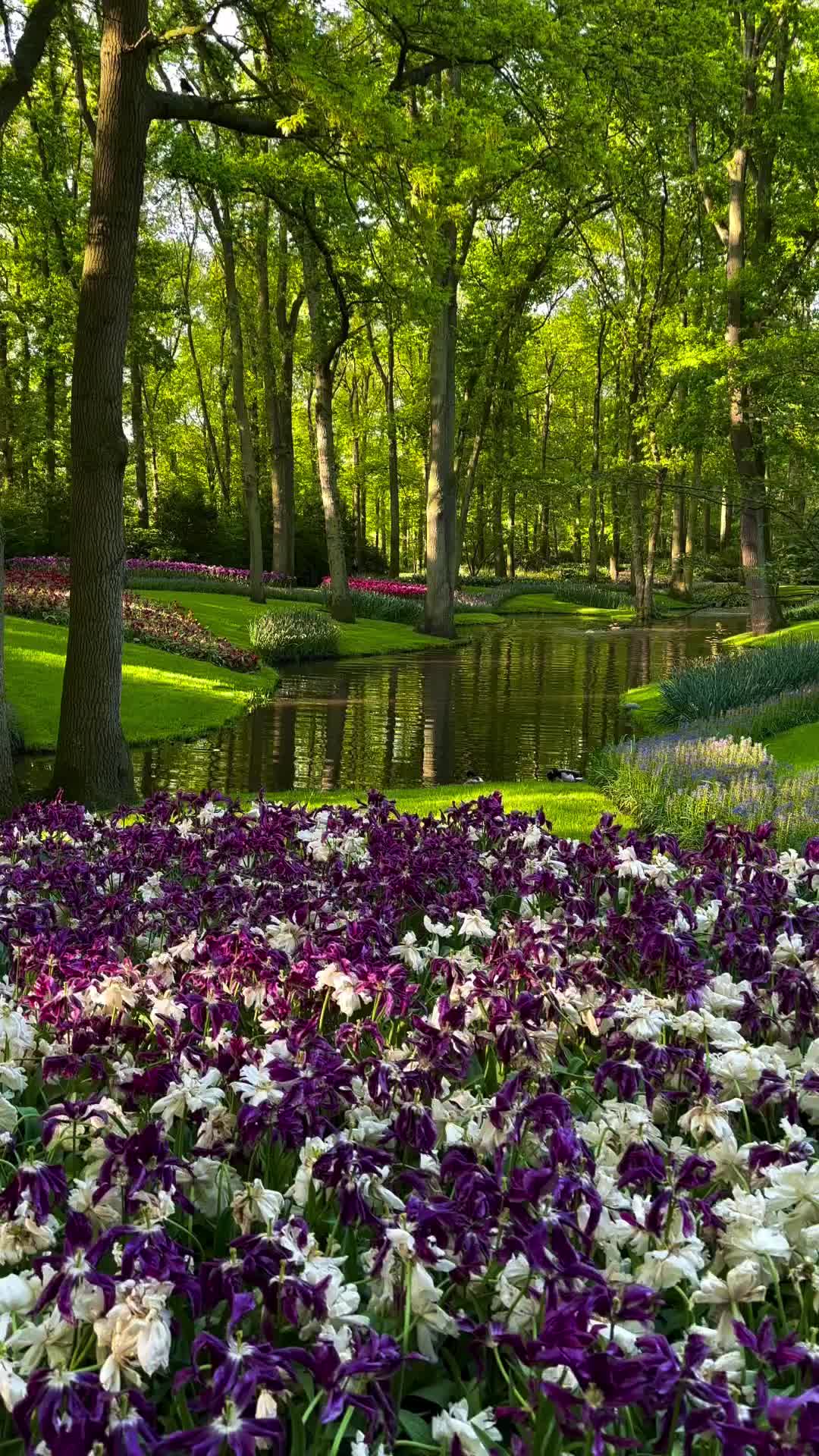 Dreamy Gardens of Holland: Visit Keukenhof Tulip Garden