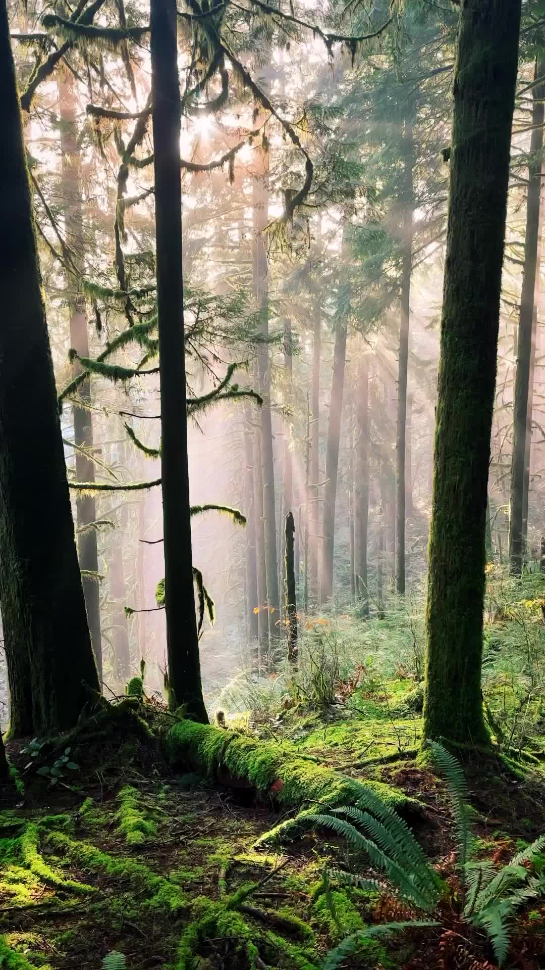 Tranquil Nature Walk in Vancouver's Rainforest