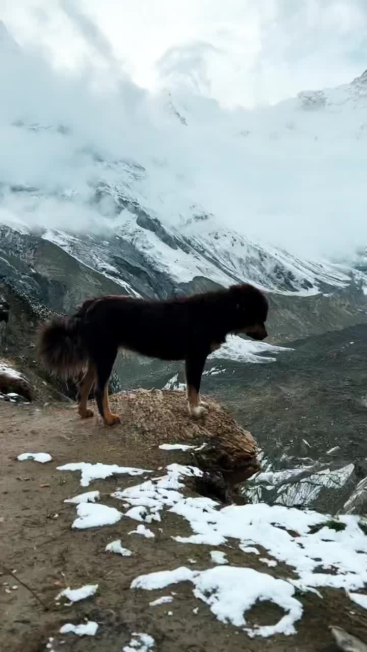 Trekking with Dogs in Nepal: A Unique Journey