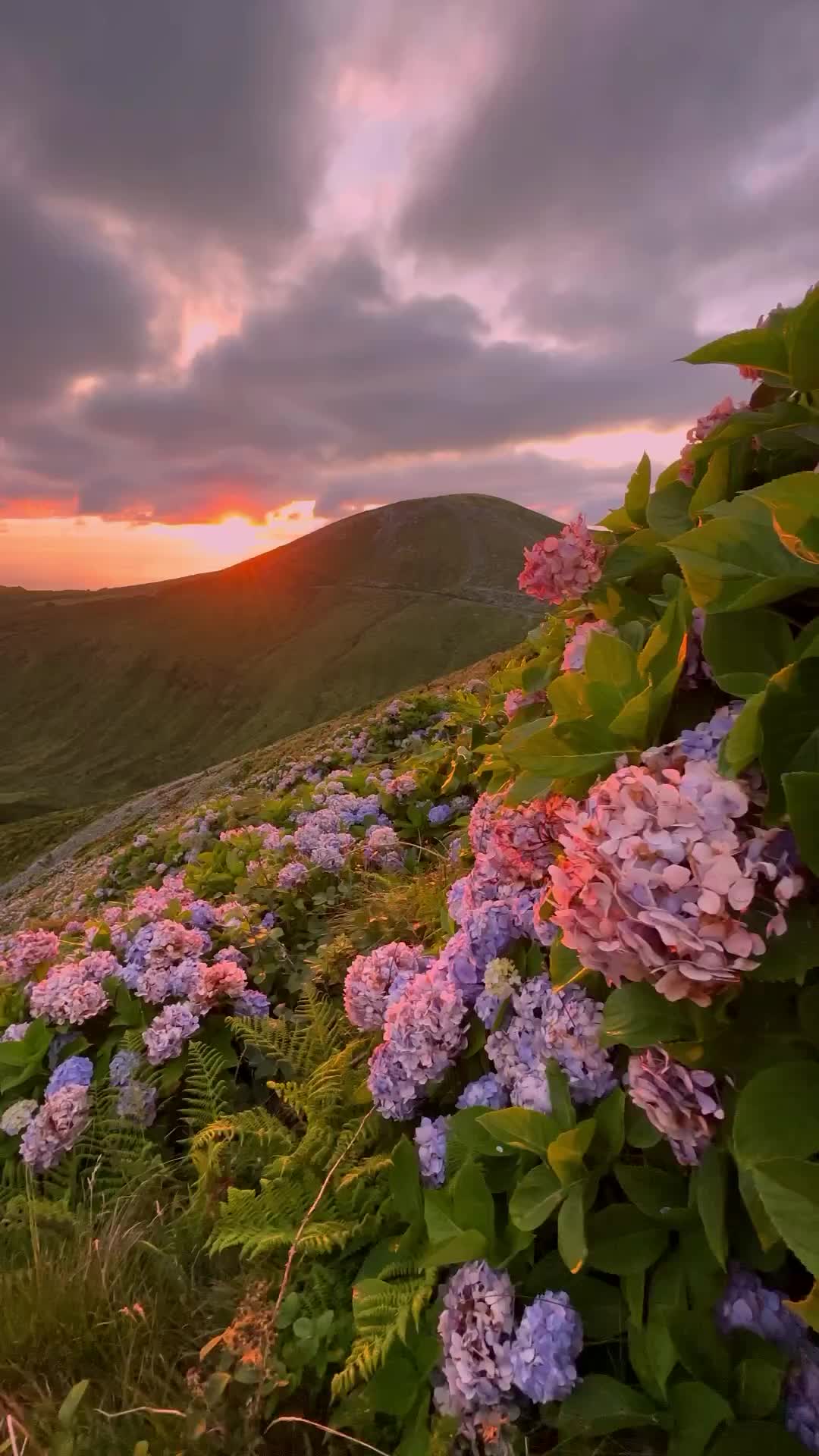 Discover the Flower Paradise of Flores Island, Portugal