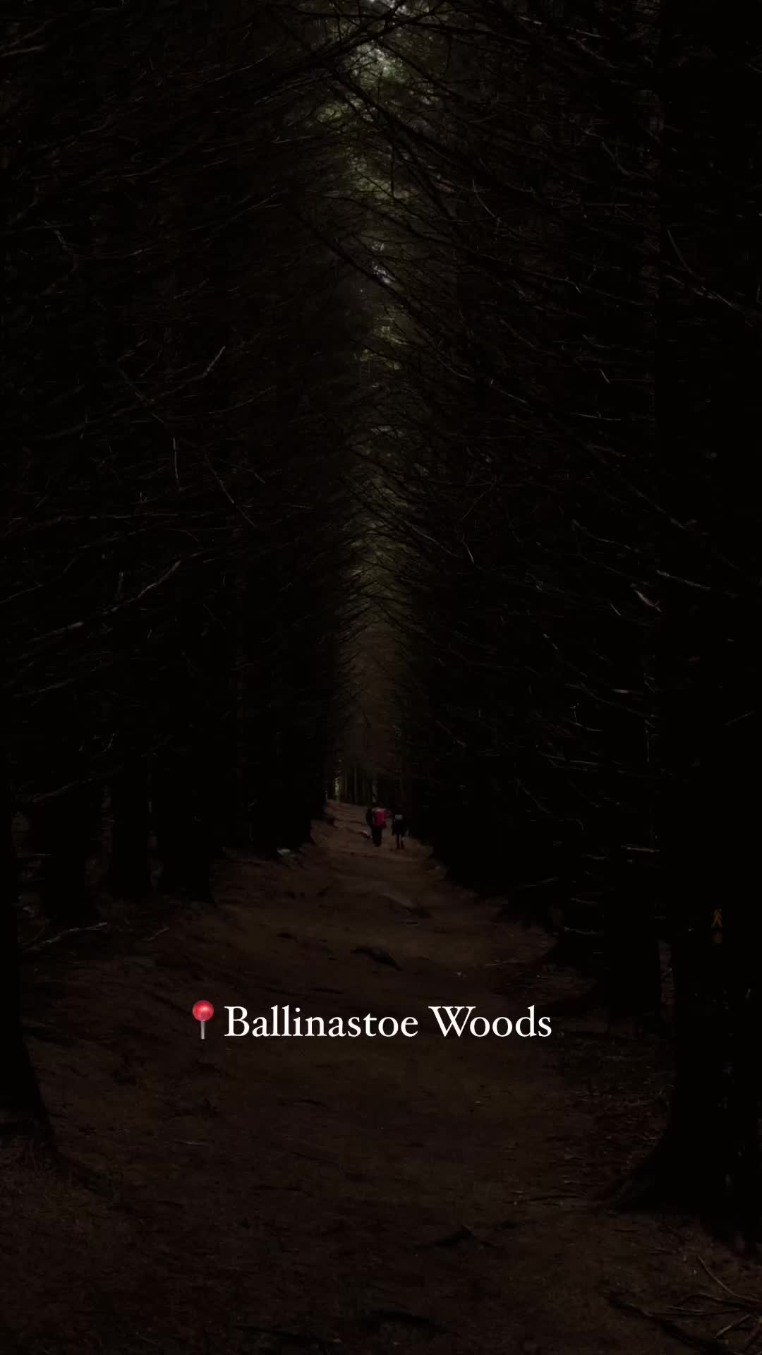 Scenic Hiking Trail in Ballinastoe Forest, Wicklow