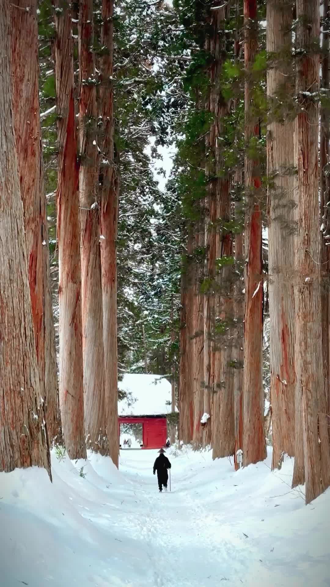 Journey of a Monk at Togakushi Shrine, Nagano