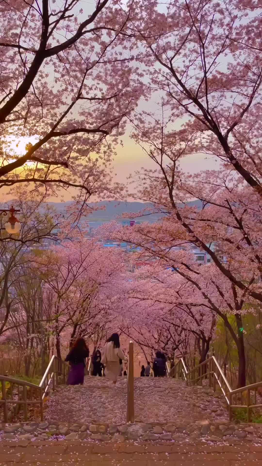 Romantic Cherry Blossom Rain at Daegu Chimsan Park