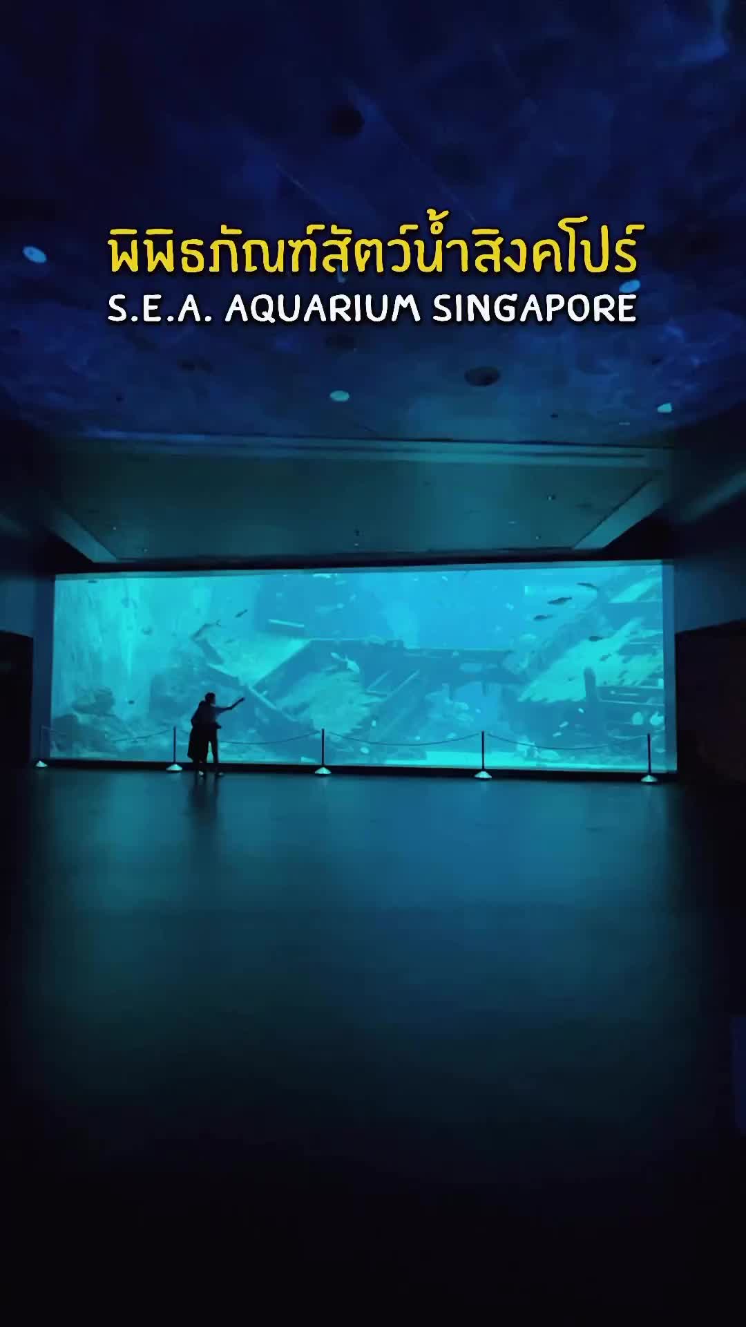 Singapore must visit 👇🏼 7 ข้อรู้ก่อนไปพิพิธภัณฑ์สัตว์น้ำสิงคโปร์📍 S.E.A. Aquarium Singapore 

01 Top 10 พิพิธภัณฑ์สัตว์น้ำที่ใหญ่สุดในโลก
02 มีปลากว่า 100,000 ตัว (1,000 ชนิด)
03 มี Manta Ray, ฉลาม, ฉลามหัวค้อน, ฯลฯ
04 เปิด 10.00-17.00น
05 ใช้เวลา 1.30-2ชม. 
06 อยู่ที่เดียวกับ Universal Studios มาวันเดียวกันได้
07 ผู้ใหญ่ 43 SGD // เด็ก (4-12) 32 SGD 
08 1 SGD ประมาณ 25บ

#seaaquarium #aquarium #singapore #singaporetravel #singaporetrip #seaaquariumsingapore #visitsingapore #สิงคโปร์ #thailandtravel #thailandinstagram #mantaray #sharklover #ARMYxSingapore #universalstudiossingapore