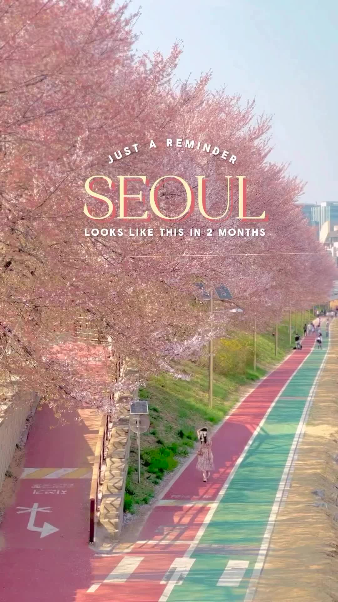 SAVE this post for 🌸🇰🇷planning this Spring. Seoul blooming forecast for 2024 starts around March 28!

BEST PLACES FOR CHERRY BLOSSOMS 🌸 IN SEOUL

📍Seoul Forest
📍Seokchon Lake
📍Yeouido
📍Yangjaecheon
📍Angyangcheon
📍Jungnangcheon

☕️Parkside cafe
☕️Dear moment cafe
☕️Cafe minyoung
☕️Grey lab cafe

_________________________________________
Follow @wisteria_voyage for more travel tips & hidden gems 💎 

#koreatravel #traveltips #seoul #seoulkorea #seoultravel #seoulwalker  #welivetoexplore #seoullovers #seoulstagram #전시회추천 #전시추천 #전시 #전시스타그럼 #전시회스타그램 #전시회관람 #서울데이트  #서울 #화담숲 #화담숲모노레일 #화담숲모노레일 #서울근교나들이 #단풍명소 #첨성대